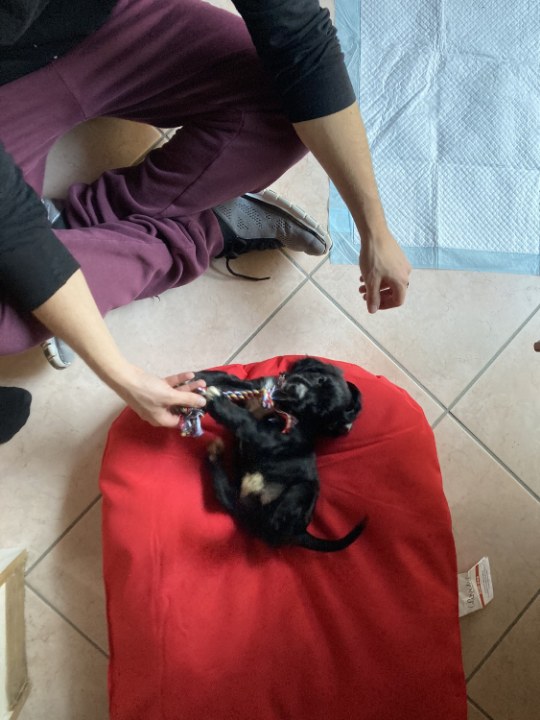 June 2020: two months old, all black.