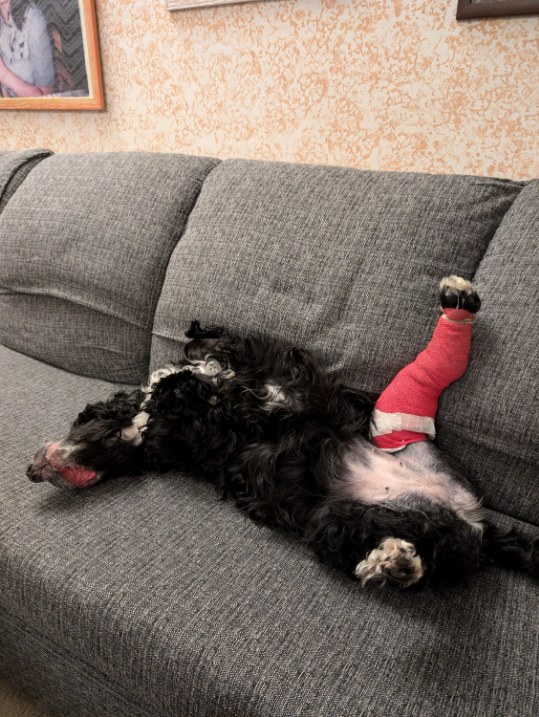 August 2025: red cast, good mood intact.