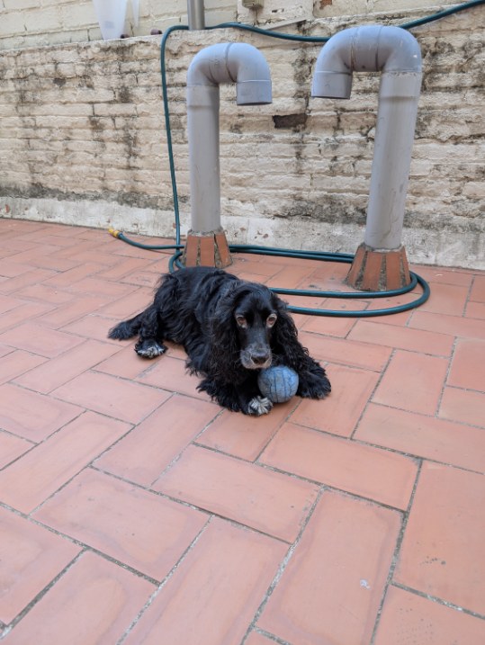 September 2026: today, with her ball.